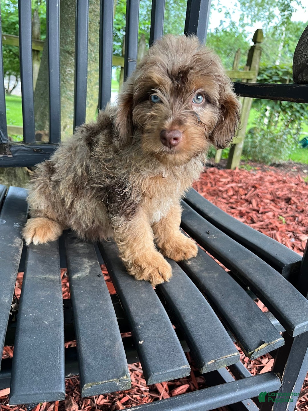 Mini Aussiedoodle dogs for sale: Ringo - Image 10