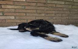 Mini Bernedoodle dogs for sale: Bentley - Image 1