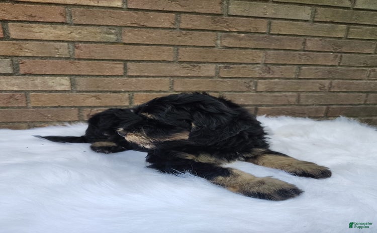 Mini Bernedoodle dogs for sale - Ad 3