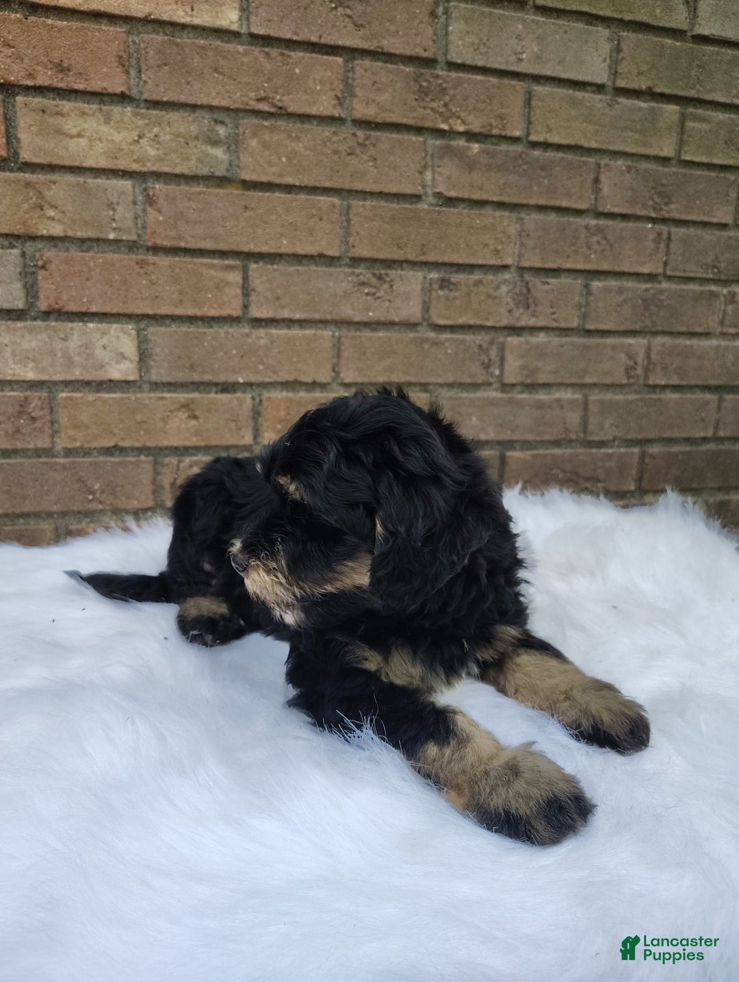 Mini Bernedoodle dogs for sale: Bentley - Image 1