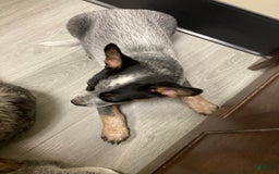 Australian Cattle Dog dogs for sale: Tan - Image 3