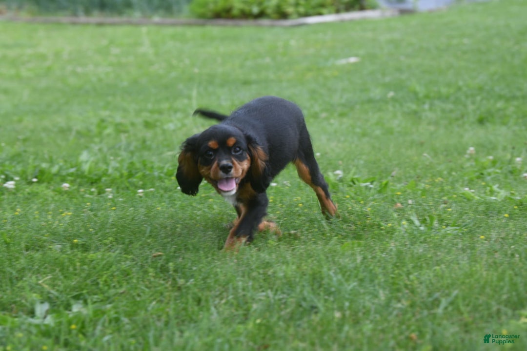 Cavalier King Charles Spaniel dogs for sale: Mr. Casanova - Image 4