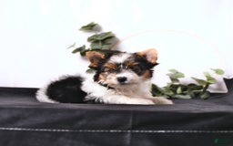 Biewer Terrier dogs for sale: Ava - Image 1