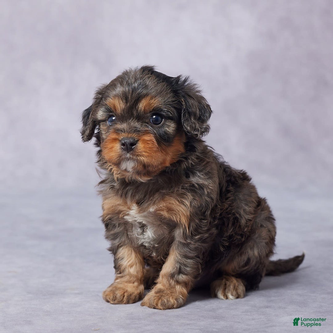 Cavapoo dogs for sale: Demi - Image 6