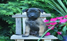 Belgian Malinois dogs for sale: Belgian Malinois 9 puppies - Image 9