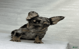 French Bulldog dogs for sale: Ruby - Image 2