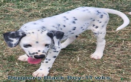 Dalmatian dogs for sale: Peppers Black Boy - Image 8