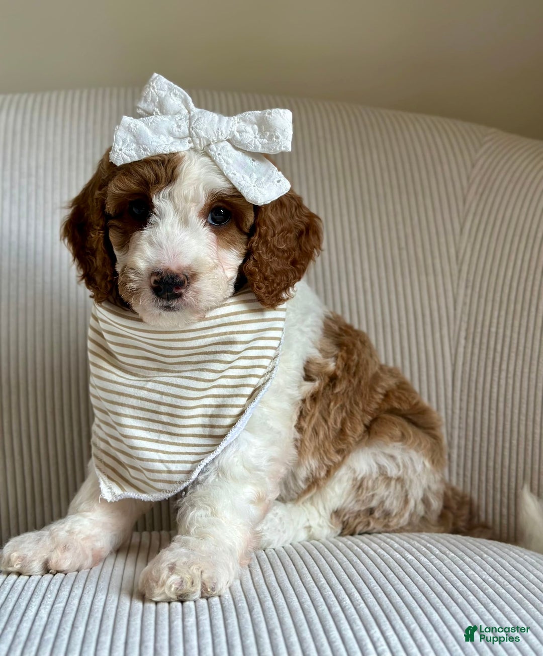 Mini Goldendoodle dogs for sale: Dixie - Image 9