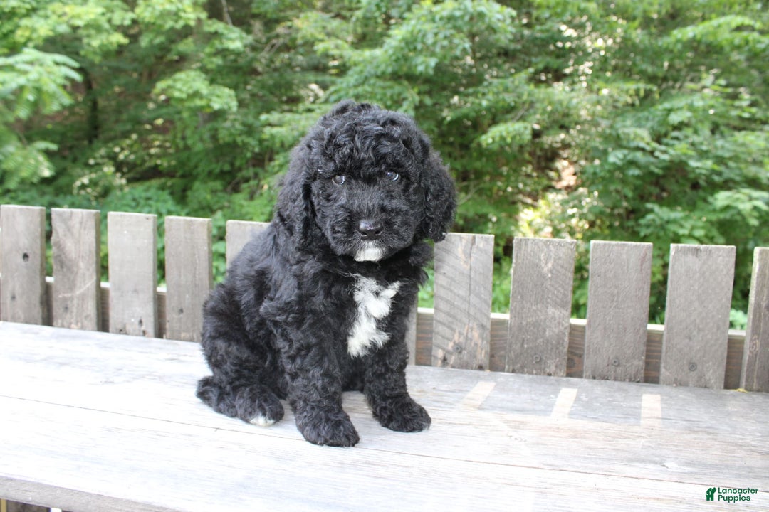 Mini Goldendoodle dogs for sale: Kevin - Image 1