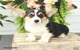 Welsh Corgi Pembroke dogs for sale: Pluto - Image 1