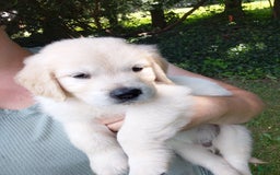 Golden Retriever dogs for sale: Peter - Image 6
