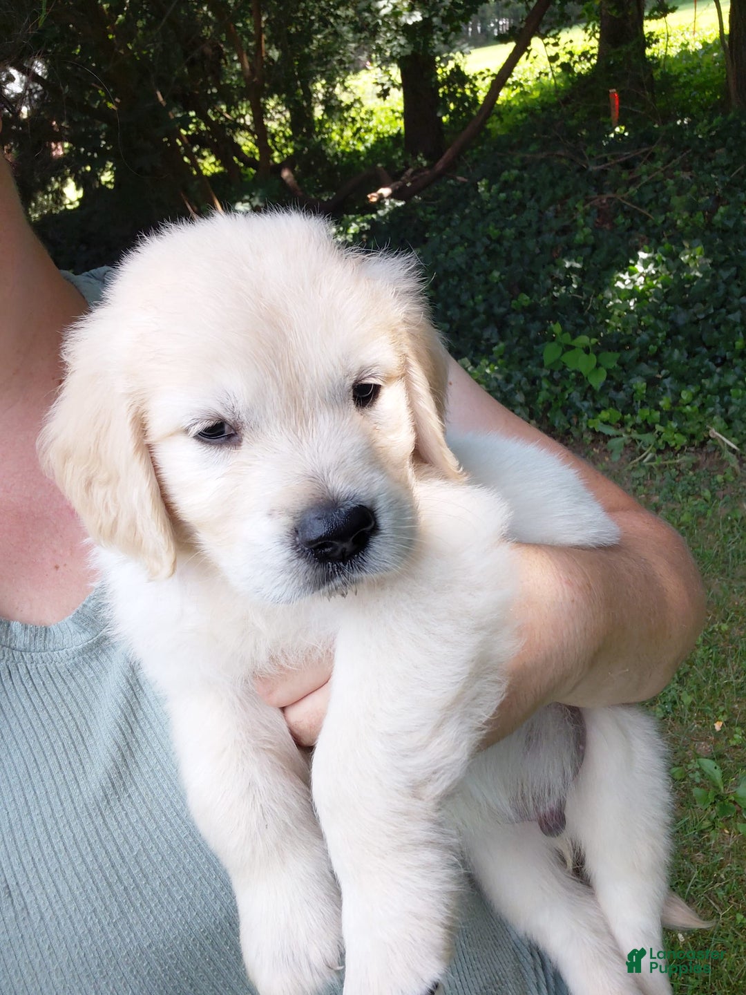 Golden Retriever dogs for sale: Peter - Image 6