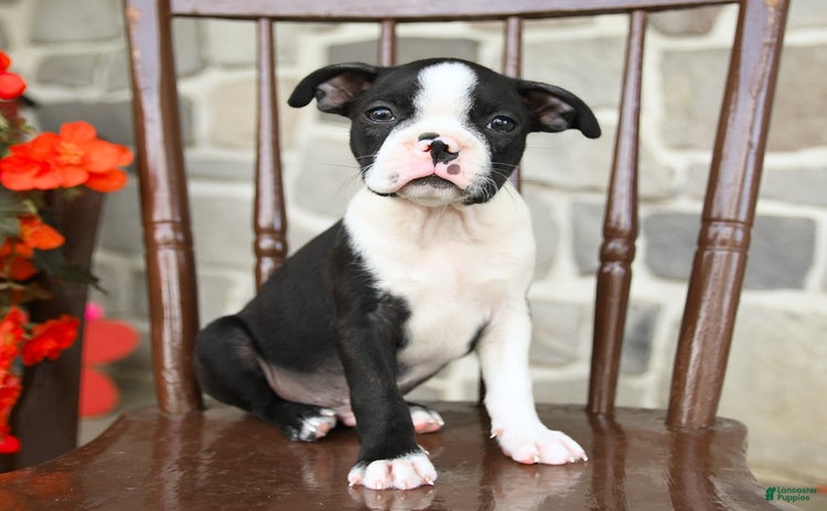 Boston Terrier dogs for sale - Ad 2