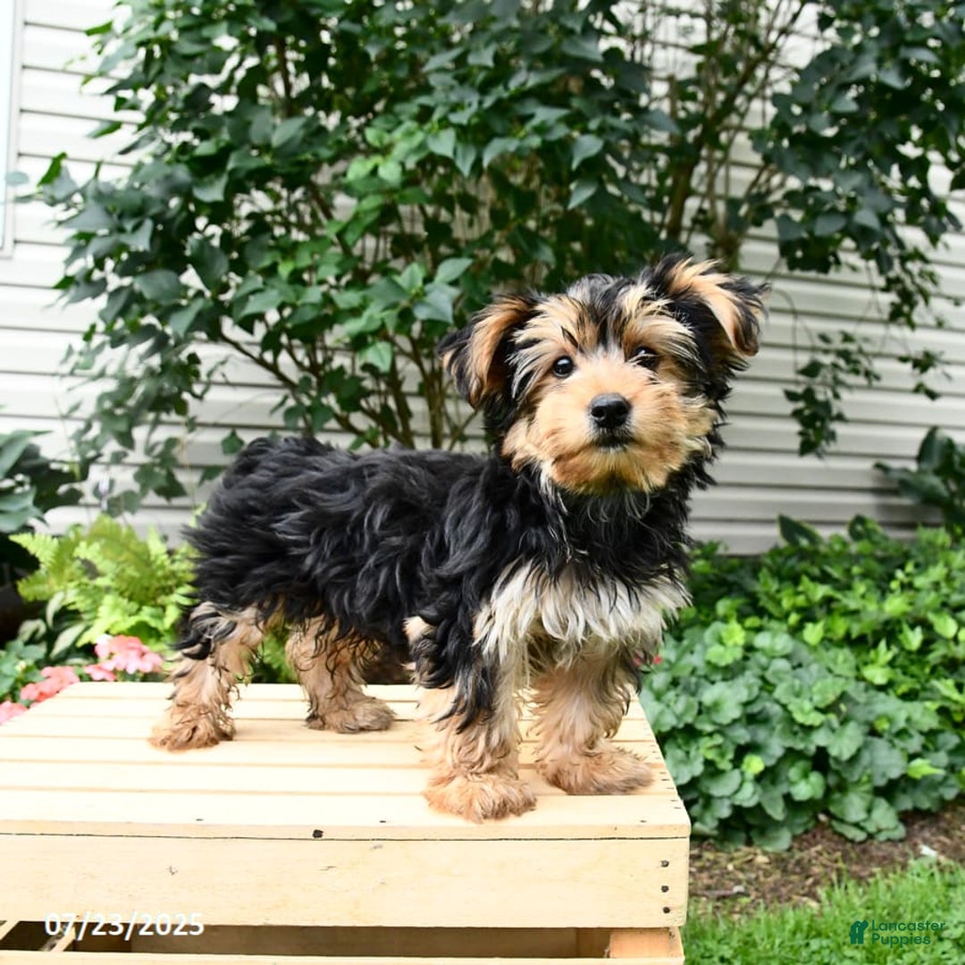 Yorkshire Terrier dogs for sale: Barkley - Image 17