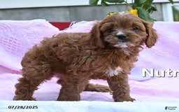Cavapoo dogs for sale: Nutmeg - Image 2
