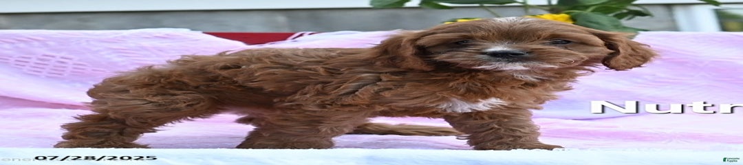 Nutmeg