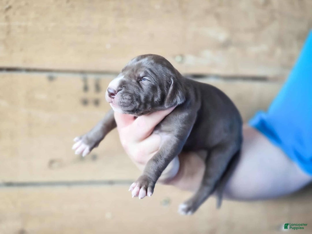 Great Dane dogs for sale: Lucy - Image 1