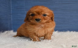 Cavapoo dogs for sale: Jacoby - Image 13