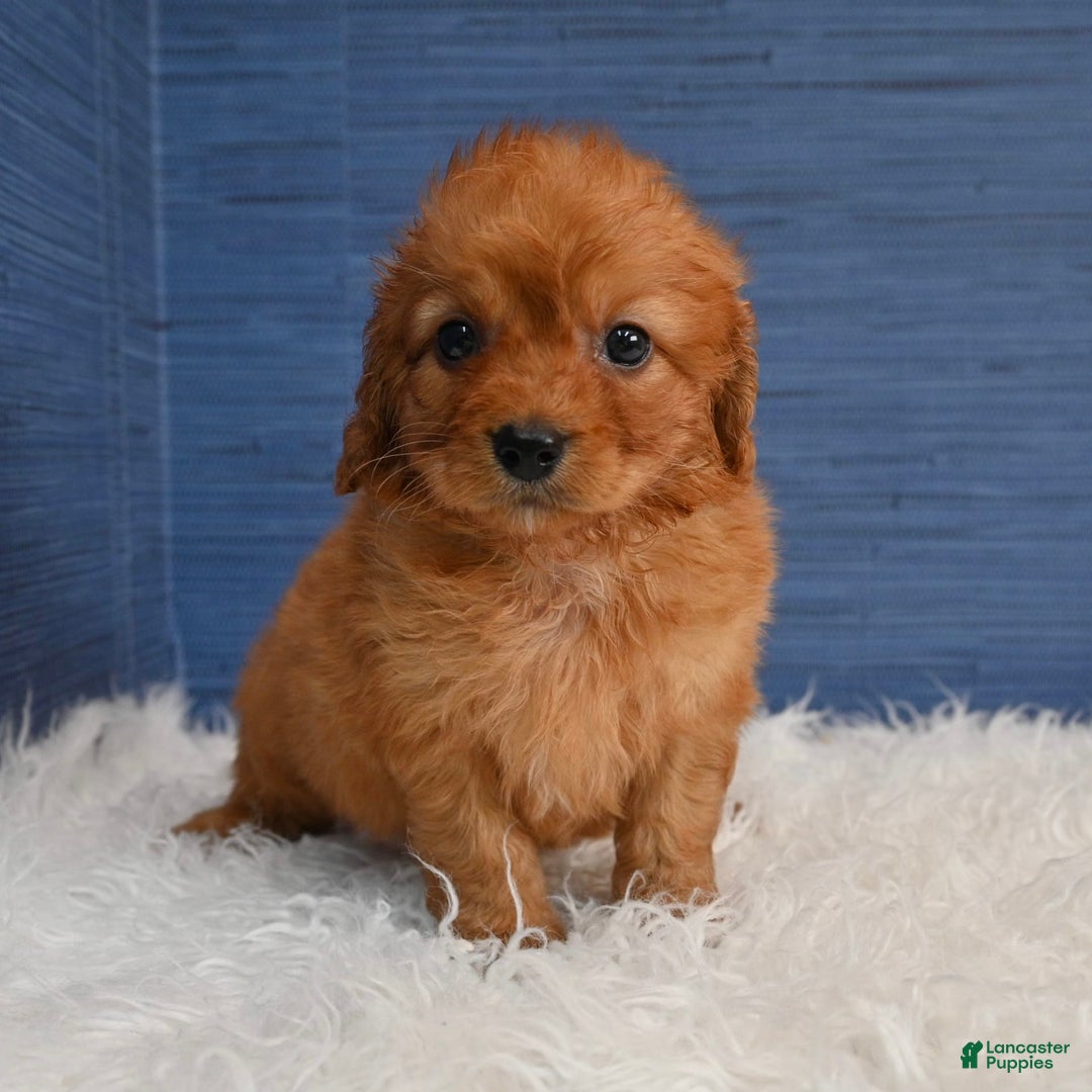 Cavapoo dogs for sale: Jacoby - Image 13