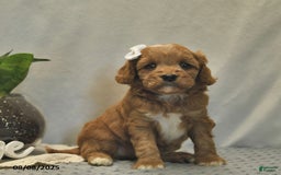 Cavapoo dogs for sale: Daisy - Image 5