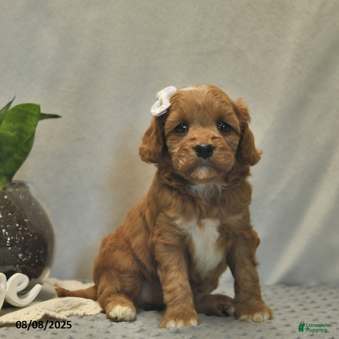 Cavapoo dogs for sale: Daisy - Image 5