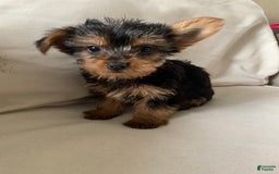 Yorkshire Terrier dogs for sale: Max - Image 9