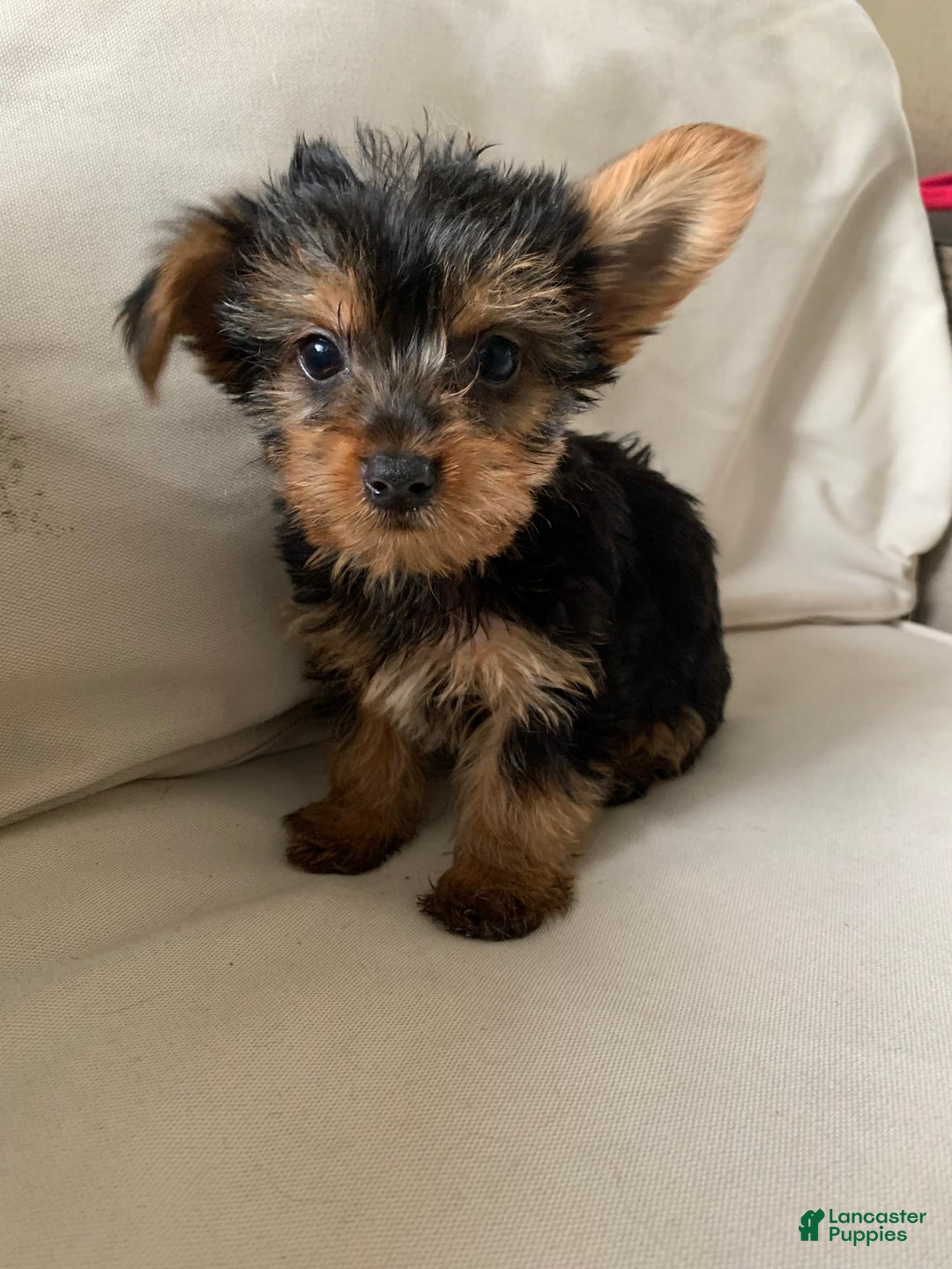 Yorkshire Terrier dogs for sale: Max - Image 9