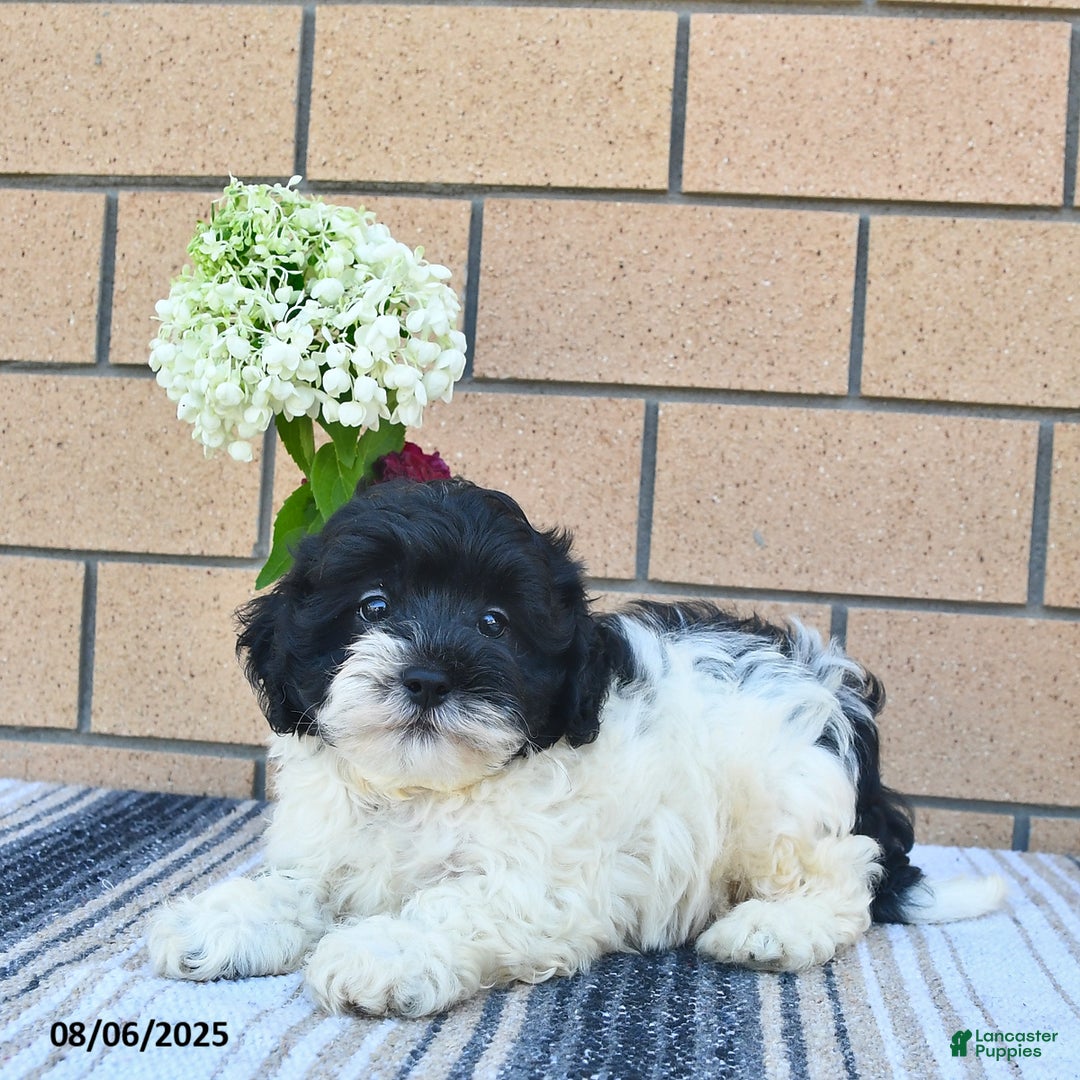 Shihpoo dogs for sale: Billy - Image 5