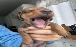 Miniature Dachshund dogs for sale: Twins - Image 8