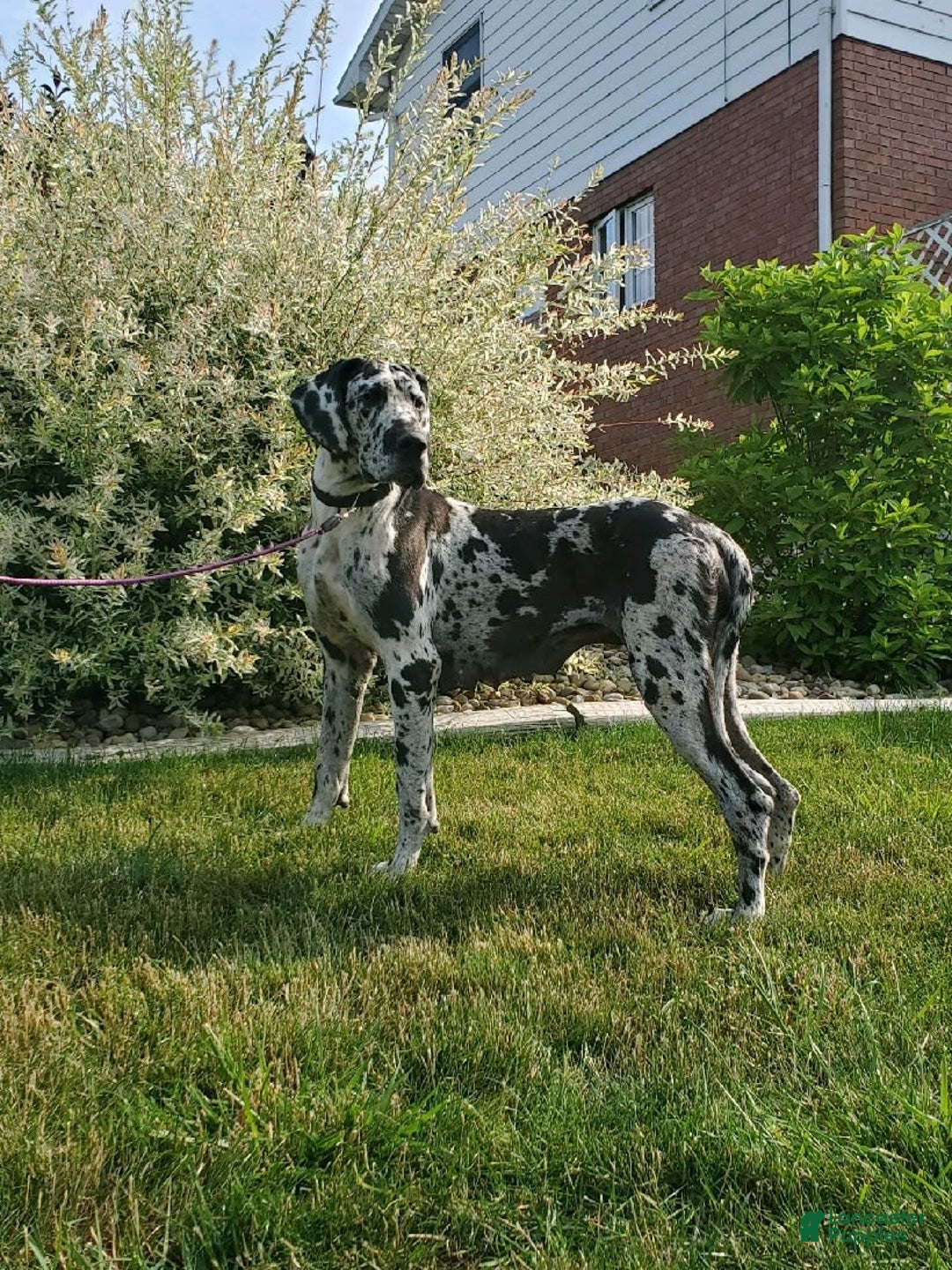 Great Dane dogs for sale: Dillon - Image 6