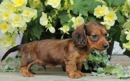 Miniature Dachshund dogs for sale: Smokey - Image 9