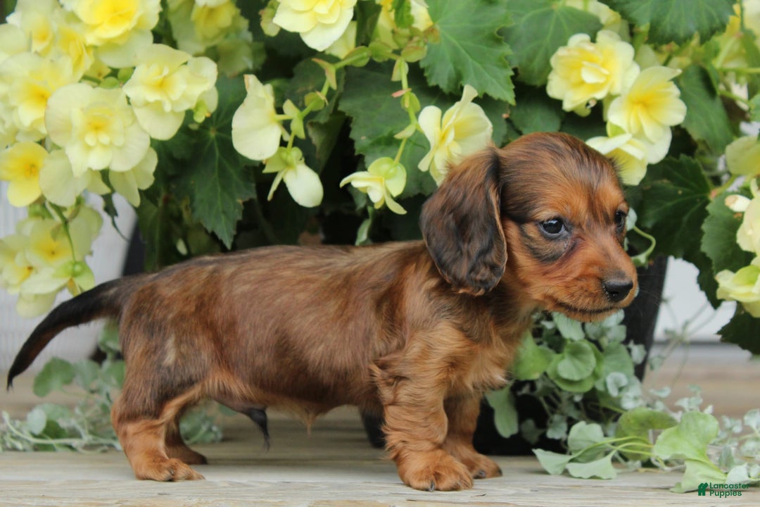Miniature Dachshund dogs for sale: Smokey - Image 9