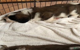 Saint Bernard dogs for sale: Bea - Image 1
