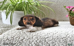 Miniature Dachshund dogs for sale: Rover - Image 3