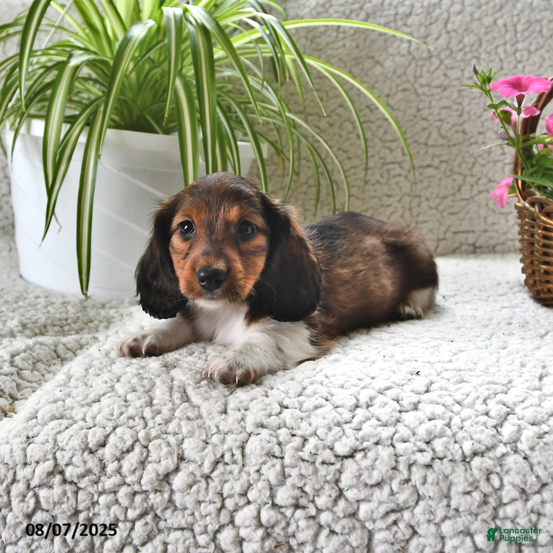 Miniature Dachshund dogs for sale: Rover - Image 3