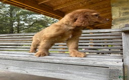 Cocker Spaniel dogs for sale: Maxie - Image 6