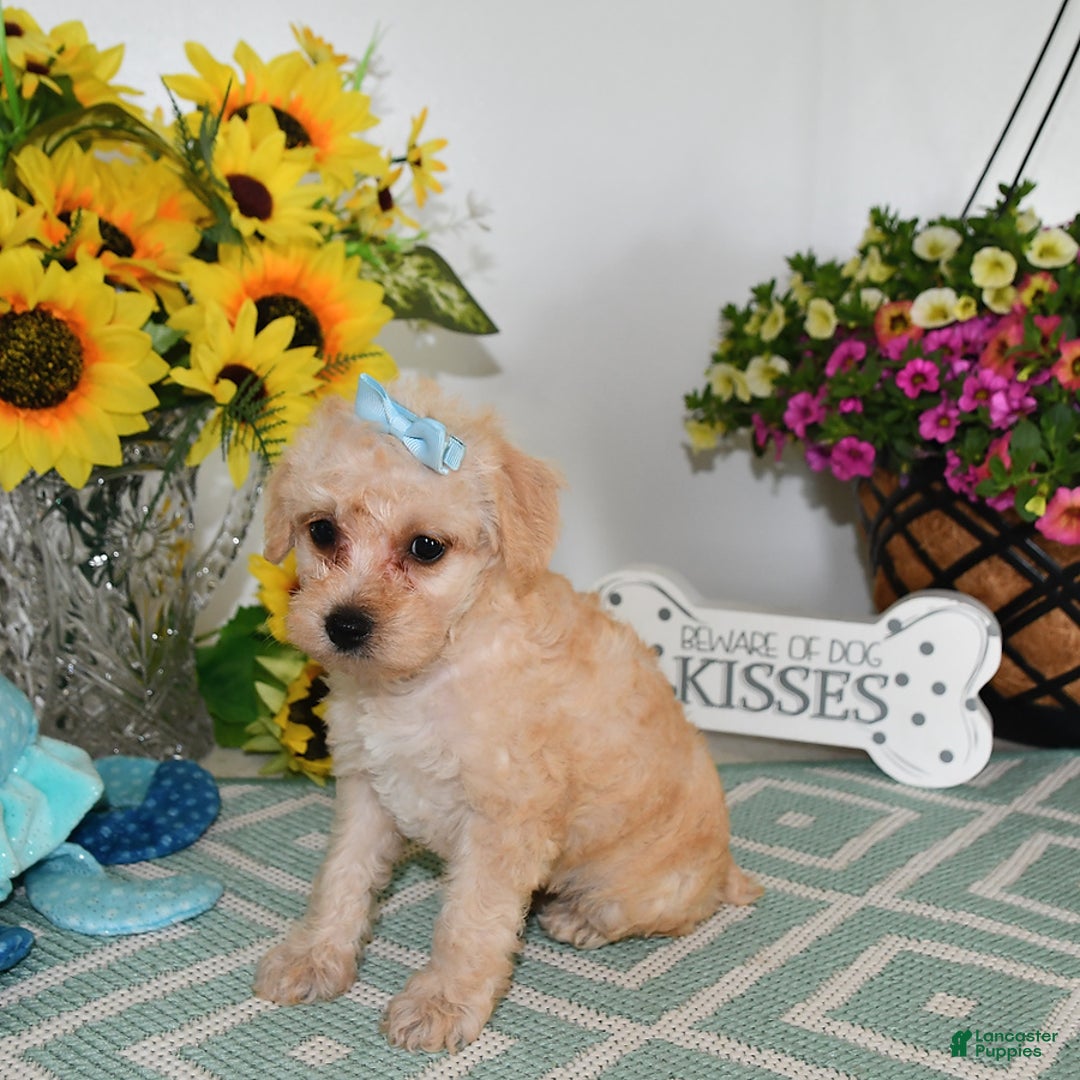 Schnoodle dogs for sale: Stacy - Image 4
