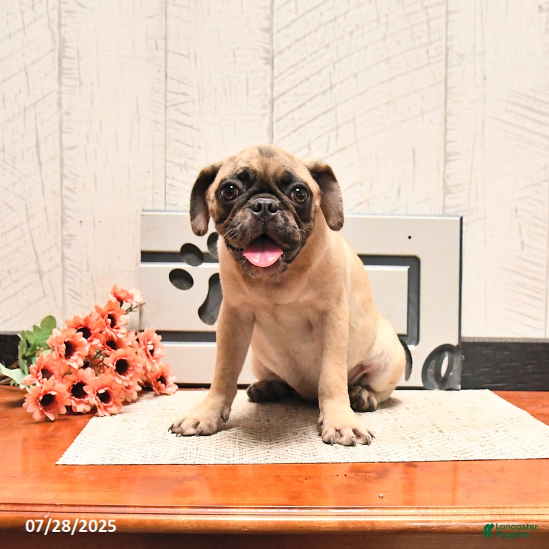 Pug dogs for sale: Poppy - Image 2