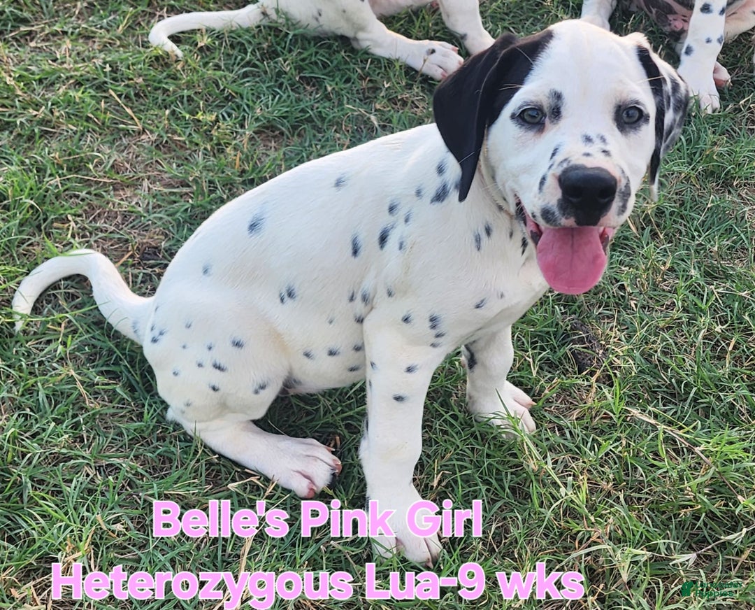 Dalmatian dogs for sale: Belles Pink Lua Girl - Image 6