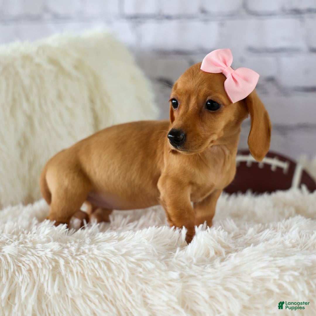 Miniature Dachshund dogs for sale: Miniature Dachshund 3 puppies - Image 15
