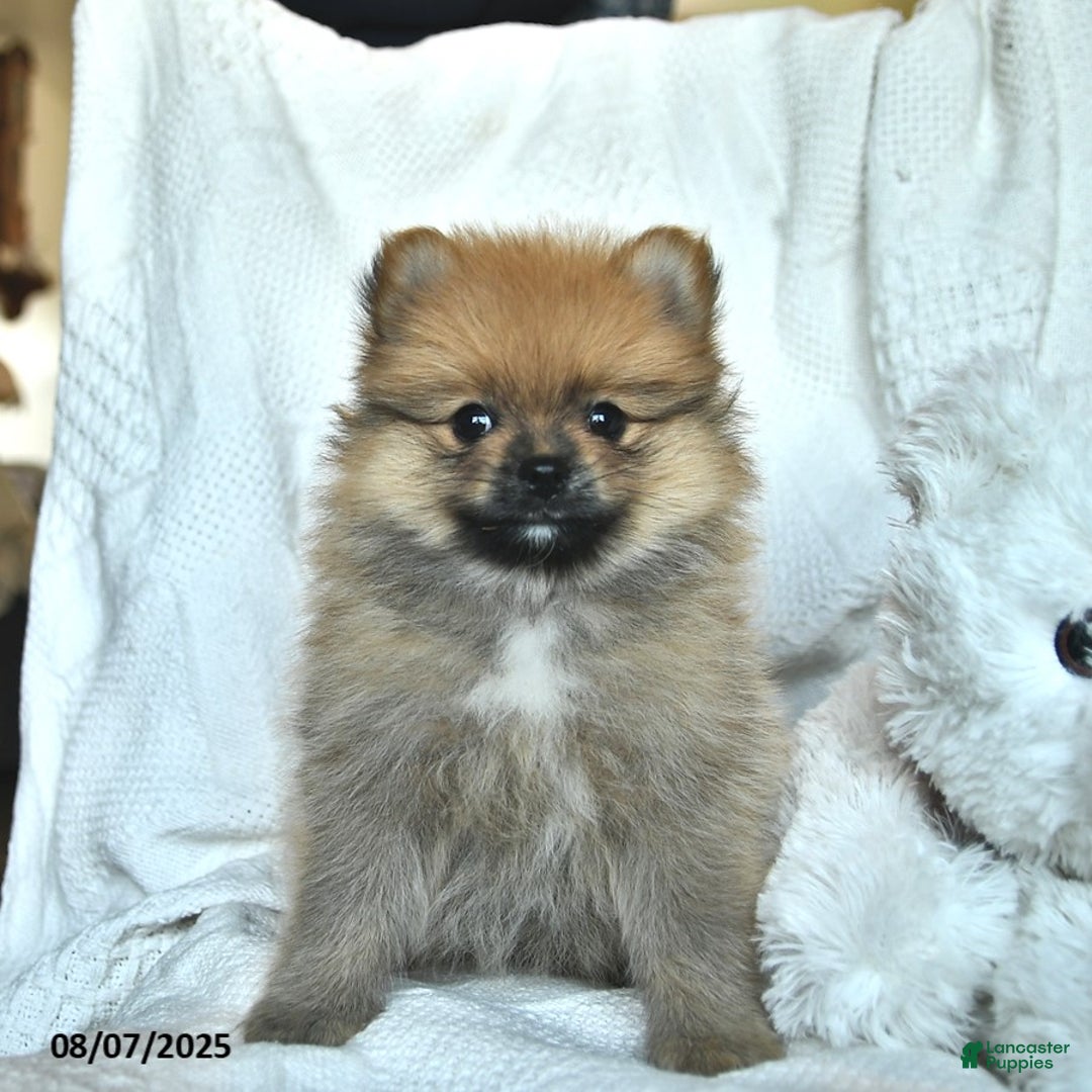 Pomeranian dogs for sale: Max - Image 2