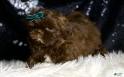 Shih Tzu dogs for sale: Baller - Image 7