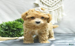Bichpoo dogs for sale: Cheyenne - Image 6