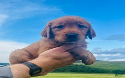 Golden Retriever dogs for sale: Meadow - Image 18