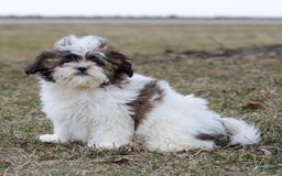 Shihpoo dogs for sale: Anya - Image 2