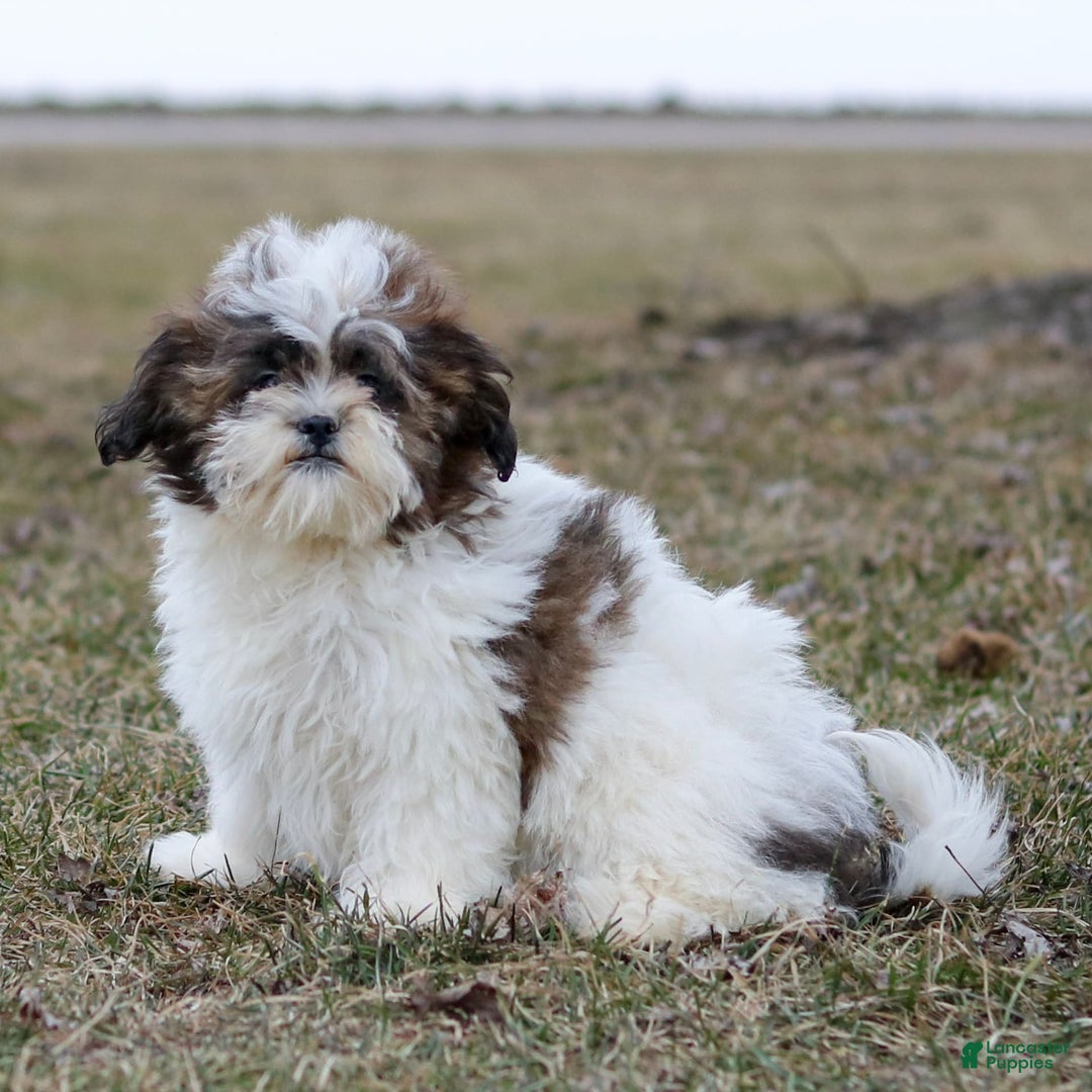 Shihpoo dogs for sale: Anya - Image 2