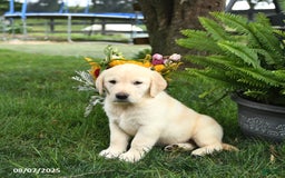 Goldador dogs for sale: Skipper - Image 3