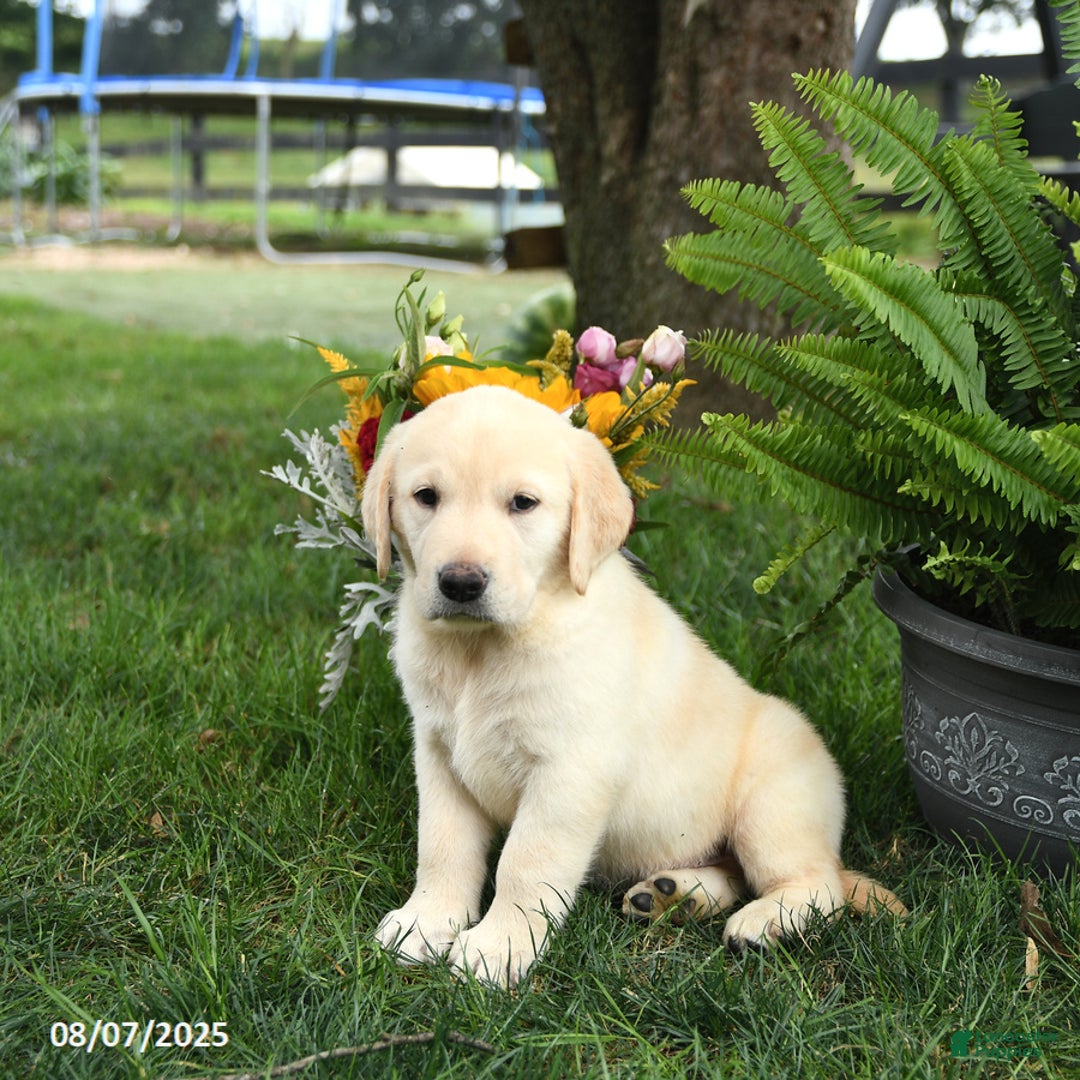 Goldador dogs for sale: Skipper - Image 3