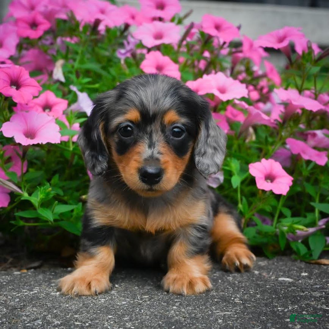 Miniature Dachshund dogs for sale: Shadow - Image 5