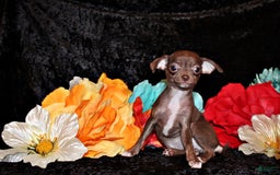 Chihuahua dogs for sale: Symbra - Image 4